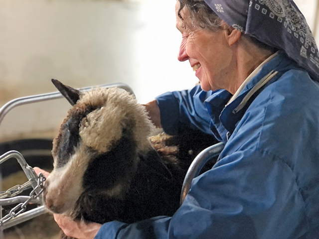 Vision 2025 Gonçalves 4 What a flock of sheep taught its shepherdess Sister Rafaela Polando, O.C.S.O. helps with afternoon hay feeding.